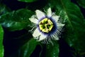 Close-up of flowers with water droplets on petals Royalty Free Stock Photo