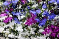 Close-up of flowers with water droplets on petals Royalty Free Stock Photo