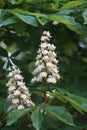 Close up flowers of white Aesculus hippocastanum, a large deciduous, synoecious hermaphroditic-flowered tree