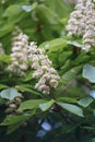 Close up flowers of white Aesculus hippocastanum, a large deciduous, synoecious hermaphroditic-flowered tree