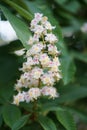 Close up flowers of white Aesculus hippocastanum, a large deciduous, synoecious hermaphroditic-flowered tree