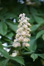 Close up flowers of white Aesculus hippocastanum, a large deciduous, synoecious hermaphroditic-flowered tree