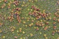 Close up of the flowers the yareta plant also known as cushion plant, llareta or Azorella compacta located on altiplano of Bolivia