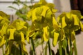 Close up of the flowers of a yellow pitcher plant, Sarracenia flava or Gelbe Schlauchpflanze