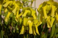 Close up of the flowers of a yellow pitcher plant, Sarracenia flava or Gelbe Schlauchpflanze