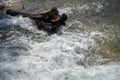 Close up of flowing water and spray with timber in river with sunlight