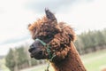 Close up of a fluffy alpaca Royalty Free Stock Photo