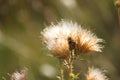 Closeup of fluffy bull thistle seeds with selective focus on foreground Royalty Free Stock Photo
