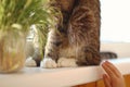 Close up of fluffy catÃ¢â¬â¢s paws near to pot plant in sunshine. Child is trying to touch a cat with hand.