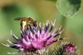 Close-up fluffy Caucasian wild bee Macropis fulvipes on inflorescences of thistle Arctium lappa in summer Royalty Free Stock Photo