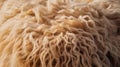 Close-up of fluffy, curly beige wool, showcasing texture and softness. Royalty Free Stock Photo