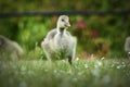 Cute gosling on lawn