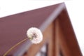 Close-up - a fluffy dandelion in the background of a blurred silhouette of the house