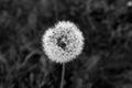 Close-up a fluffy dandelion on the bon for post, screensaver, wallpaper, postcard, poster, banner, cover, website. A Royalty Free Stock Photo