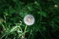 Close-up on fluffy dandelion head after bloosom growing in fresh, high grass, lightened by sun. Spring is a hard time for allergy Royalty Free Stock Photo