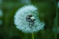 Close up fluffy dandelion head over dark green background Royalty Free Stock Photo