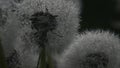 Close up of fluffy dandelion heads covered by hundreds of small rain drops. Creative. Rain falling down on summer green