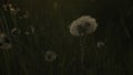 Close up of fluffy dandelion heads covered by hundreds of small rain drops. Creative. Rain falling down on summer green