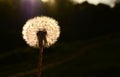 Close up of a fluffy dendalion flower`s silhouette