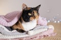 close-up fluffy domestic cat nestled in bed under warm woolen sweater, coziness at home, warmth and comfort on chilly winter day,