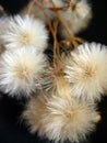 Close up of fluffy dried flowers of thistle