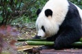 Close up Fluffy Female Panda , Chengdu Panda Base, China Royalty Free Stock Photo