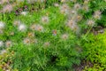 Close-up of fluffy fruit of withered Pasqueflower (Pulsatilla vulagaris).