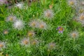 Close-up of fluffy fruit of withered Pasqueflower (Pulsatilla vulagaris).