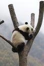 Little Baby Panda Cub in China Royalty Free Stock Photo