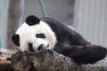 Sleeping Giant Panda in China