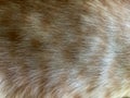 Close up texture on ginger cat fur Royalty Free Stock Photo