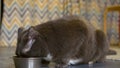 Close-up fluffy gray domestic cat eating food. Care and maintenance of animals at home. Buy your cat delicious food to