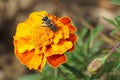 Close-up of fluffy gray and striped Caucasian bee Megachile rotundata on orange flower of marigold Tagetes erecta Royalty Free Stock Photo