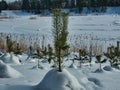 Green little pine tree in deep white snow. Royalty Free Stock Photo