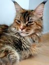A close-up of a fluffy, multi-colored cat with tassels on his ears, looks to the left. Maine Coon