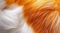 Close-up of fluffy orange and white fur creating a soft texture Royalty Free Stock Photo