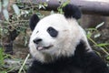 Close up Fluffy Panda Sticks out his Tongue