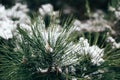 Close up of fluffy pine tree needles covered with deep snow in winter forest. Real winter and Christmas background