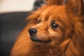 Close up of a fluffy Pomeranian (Canis lupus familiaris) dog looking aside Royalty Free Stock Photo