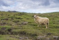 Close up fluffy ram, male of icelandic sheep, on green grass meadow at Skogar South Iceland, Summer blue sky Royalty Free Stock Photo