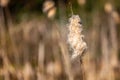 Close up of fluffy seed head of single bullrush