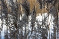 Close-up of fluffy shoots of reeds on the bank of a snowy winter river