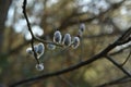 A close up of fluffy silvery male catkins of goat willow tree (Salix caprea) Royalty Free Stock Photo