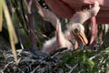 Close up of fluffy Spoonbill chick in nest