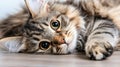 A close-up of a fluffy tabby cat with captivating green eyes, lying on the floor in a relaxed pose Royalty Free Stock Photo
