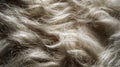 A close up of a fluffy white fur with long hair, AI Royalty Free Stock Photo