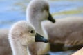 Close up of a baby mute swans Royalty Free Stock Photo