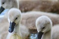 Close up of three baby mute swans swimming in a lake Royalty Free Stock Photo