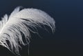 Close up of a fluffy white swan feather that is wet and against a dark blue background Royalty Free Stock Photo