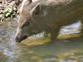 Close-up of a fluffy, wild boar drinking water in a large puddle Royalty Free Stock Photo